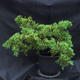 Jalovec - Juniperus sabina NO-25 - 5/7