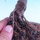 Venkovní bonsai -Borovice  drobnokvětá - Pinus parviflora glauca - 5/7