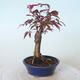 Venkovní bonsai - Acer palm. Atropurpureum-Javor dlanitolistý červený - 5/5