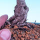 Venkovní bonsai -Borovice  drobnokvětá - Pinus parviflora glauca - 5/7