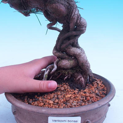 Venkovní bonsai -Borovice Thungergova - Pinus thunbergii - 5