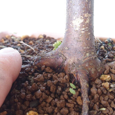 Venkovní bonsai - Javor palmatum sangokaku - Javor dlanitolistý - 5