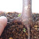 Venkovní bonsai - Javor palmatum sangokaku - Javor dlanitolistý - 5/5