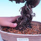 Venkovní bonsai -Borovice Thungergova - Pinus thunbergii - 5/5
