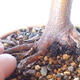 Venkovní bonsai - Javor palmatum sangokaku - Javor dlanitolistý - 5/5