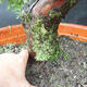 Jalovec - Juniperus sabina NO-28 - 5/7