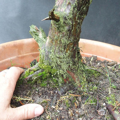 Jalovec - Juniperus sabina NO-29 - 5