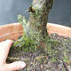 Jalovec - Juniperus sabina NO-29 - 5/6