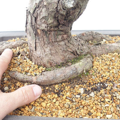 Venkovní bonsai - Pinus parviflora - Borovice drobnokvětá - 5