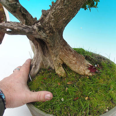 Venkovní bonsai -Zimostrás VB14302 - 5