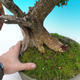 Venkovní bonsai -Zimostrás VB14302 - 5/5