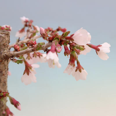 Venkovní bonsai - Prunus incisa Kojou-no mai-Slivoň vyříznutá - 5