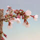 Venkovní bonsai - Prunus incisa Kojou-no mai-Slivoň vyříznutá - 5/6