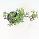 Venkovní bonsai -Malus halliana - Maloplodá jabloň - 5/5