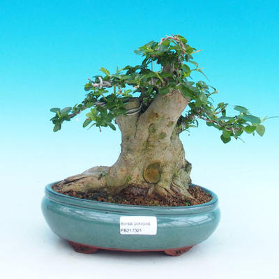 Pokojová bonsai - PREMNA MICROPHYLLA  - Kozlovoň malolistá - 5