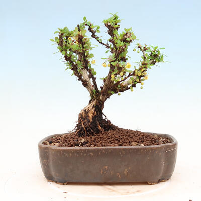 Venkovní bonsai - Berberis thunbergii Kobold - Dřištál Thunbergův - 5