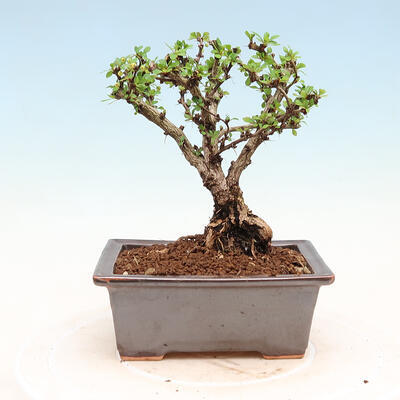 Venkovní bonsai - Berberis thunbergii Kobold - Dřištál Thunbergův - 5