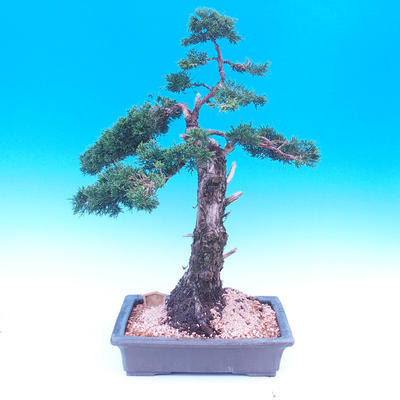 Venkovní bonsai-Juniperus chinenssis-Jalovec čínský - 5