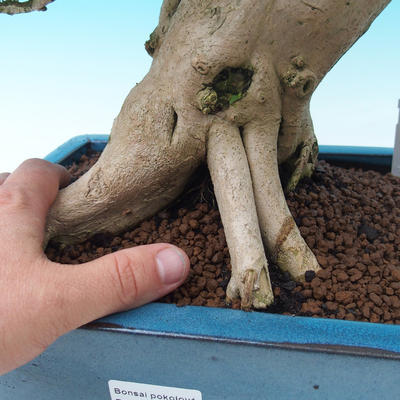Pokojová bonsai -PREMNA MICROPHYLLA Kozlovoň malolistá - 5