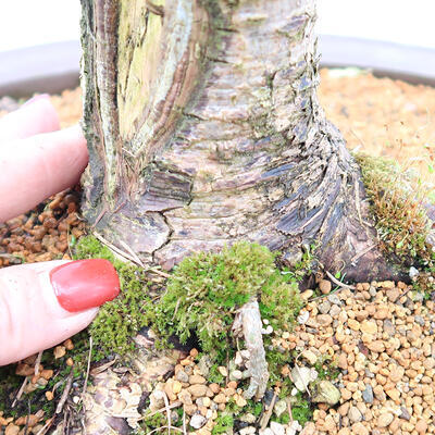 Venkovní bonsai - Larix decidua - Modřín opadavý - POUZE PALETOVÁ PŘEPRAVA - 5