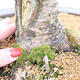 Venkovní bonsai - Larix decidua - Modřín opadavý - POUZE PALETOVÁ PŘEPRAVA - 5/5