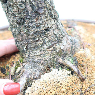 Venkovní bonsai - Larix decidua - Modřín opadavý - 5