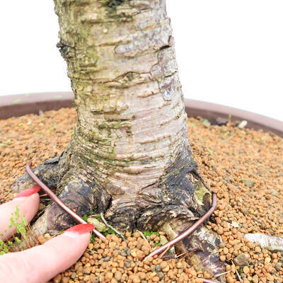 Venkovní bonsai - Larix decidua - Modřín opadavý - POUZE PALETOVÁ PŘEPRAVA - 5