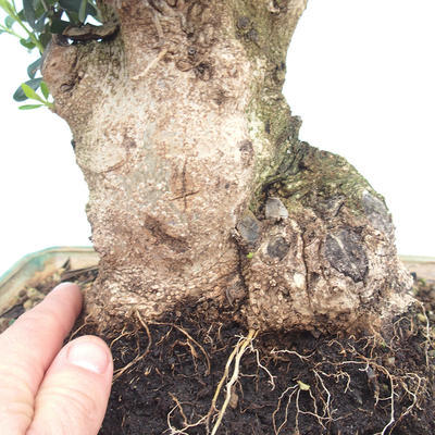 Pokojová bonsai - Olea europaea sylvestris -Oliva evropská drobnolistá - 5