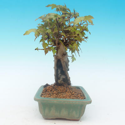 Shohin - Javor-Acer burgerianum na skále - 5