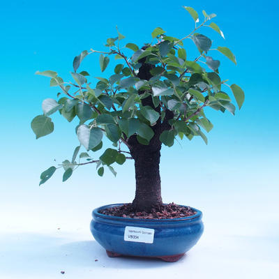 Venkovní bonsai -Mahalebka - Prunus mahaleb - 5