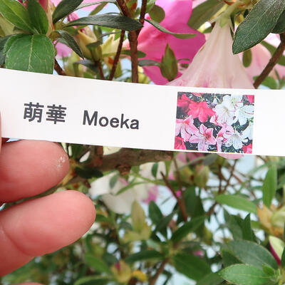 Venkovní bonsai - Japonská azalka SATSUKI- Azalea MOEKA - 5