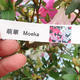 Venkovní bonsai - Japonská azalka SATSUKI- Azalea MOEKA - 5/7
