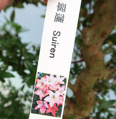 Venkovní bonsai - Japonská azalka SATSUKI- Azalea SUIREN - 5