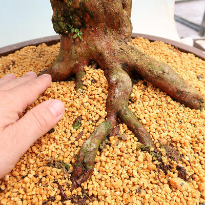 Venkovní bonsai - Japonská azalka SATSUKI- Azalea SHUSHUI - 5