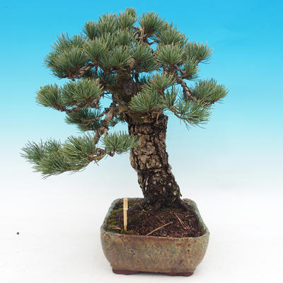 Venkovní bonsai - Borovice parviflora - Borovice drobnokvětá - 5