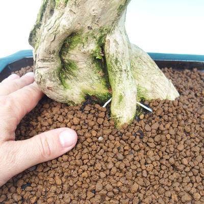 Pokojová bonsai - Duranta variegata - 5