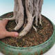 Pokojová bonsai - Ficus kimmen -  malolistý fíkus - 5/5