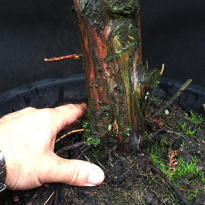 Jalovec - Juniperus sabina NO-33 - 5