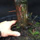 Jalovec - Juniperus sabina NO-33 - 5/5