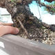 Pinus thunbergii - borovice thunbergova - 5/5
