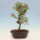 Venkovní bonsai -Malus halliana - Maloplodá jabloň - 5/6