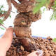 Venkovní bonsai - Juniperus chinensis Itoigawa -Jalovec čínský - 5/5