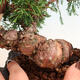 Venkovní bonsai - Juniperus chinensis Itoigawa -Jalovec čínský - 5/5