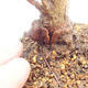 Venkovní bonsai - Javor Buergerianum - Javor Burgerův - 5/5