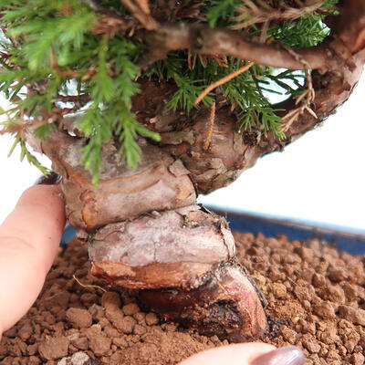 Venkovní bonsai - Juniperus chinensis Itoigawa -Jalovec čínský - 5