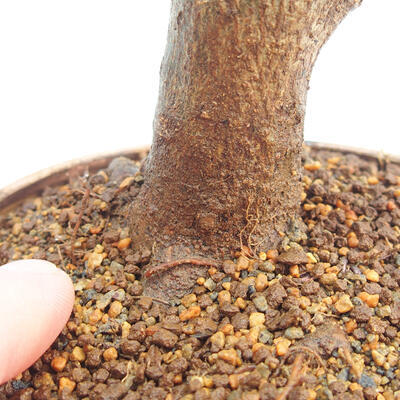Venkovní bonsai - Javor Buergerianum - Javor Burgerův - 5