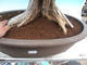 Pokojová bonsai - Muraya paniculata - 5/6