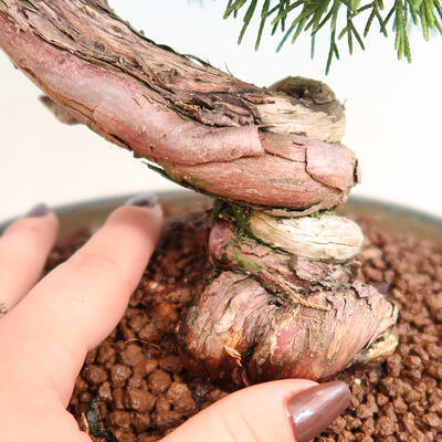Venkovní bonsai - Juniperus chinensis Itoigawa -Jalovec čínský - 5