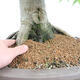 Venkovní bonsai - Javor dlanitolistý - Acer palmatum - POUZE PALETOVÁ PŘEPRAVA - 5/5