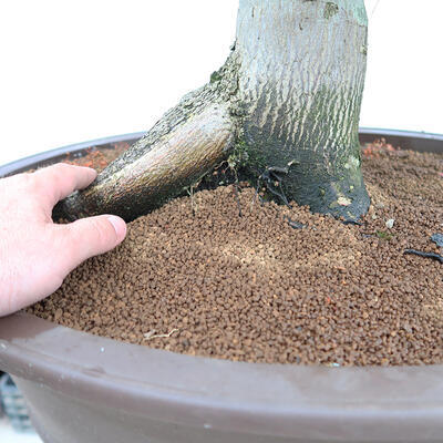 Venkovní bonsai - Javor dlanitolistý - Acer palmatum - POUZE PALETOVÁ PŘEPRAVA - 5